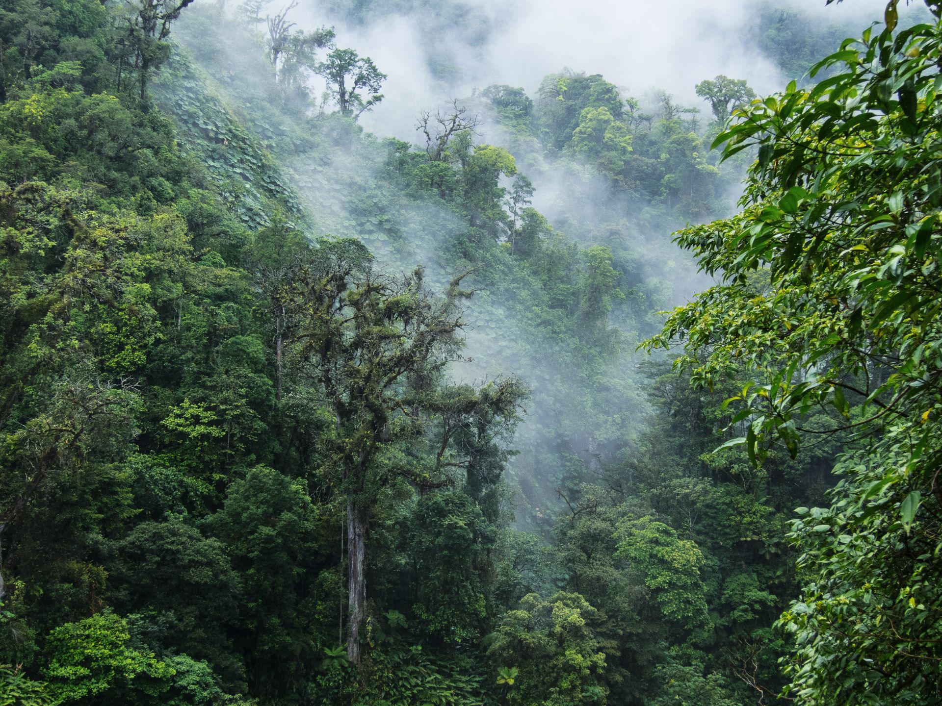 Monteverde Cloud Forest, Costa Rica