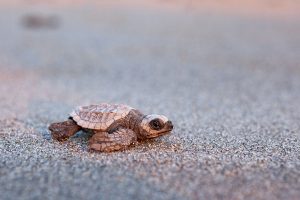 Kemp's ridley sea turtle on the sand beach of Mexico (Chiapas)
