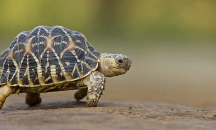 Save the Turtles! Celebrate World Turtle Day