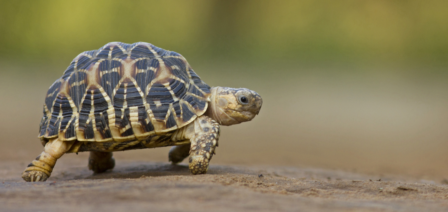 Indian Star Tortoise at Indroda Nature Park, Gandhinagar, India