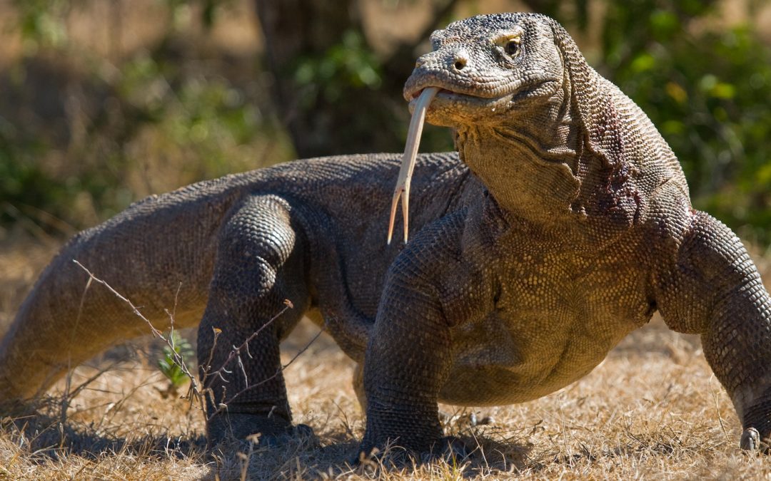 10 Fierce Facts about Komodo Dragons