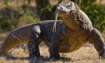 10 Fierce Facts about Komodo Dragons