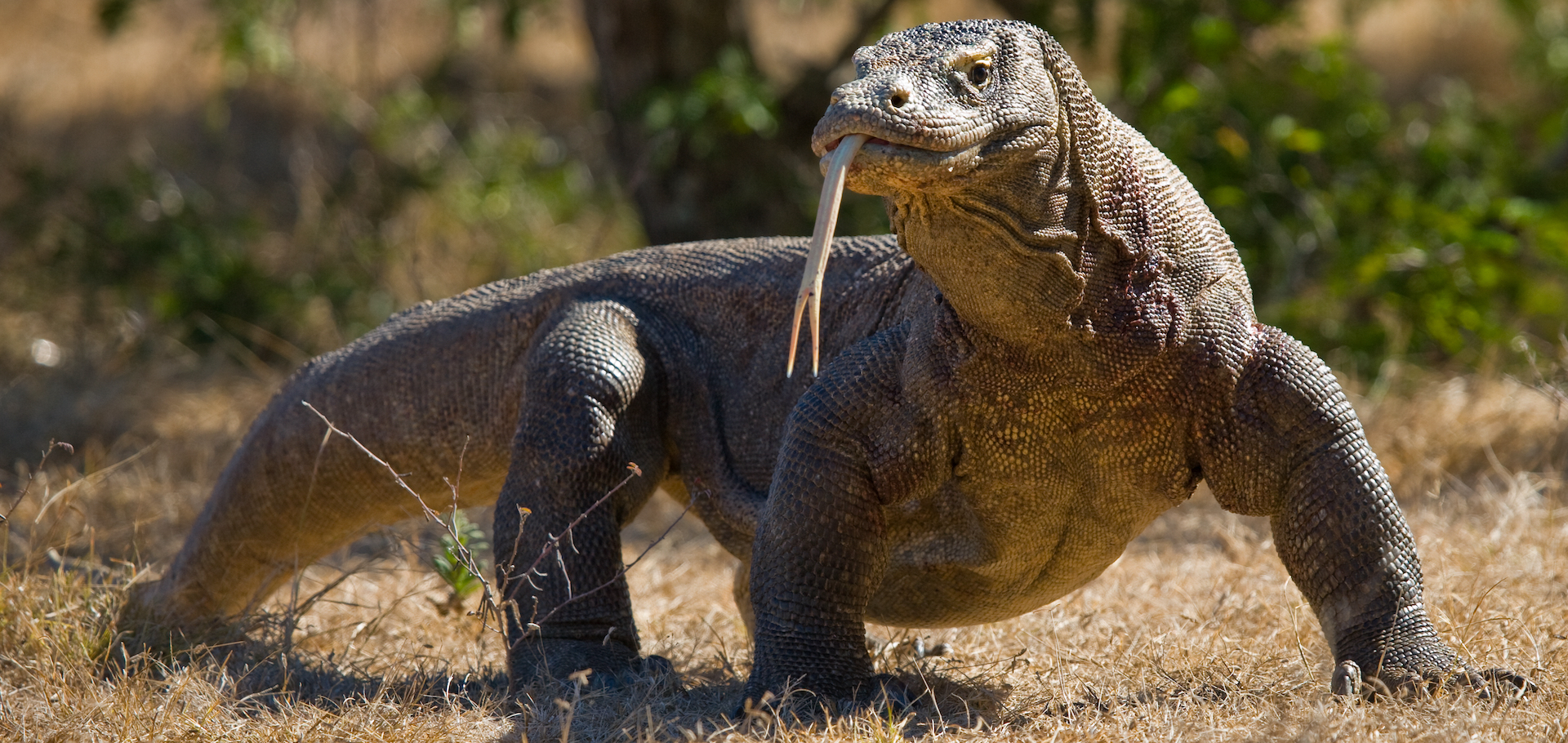 Komodo dragon is on the ground. Interesting perspective. The low point shooting. Indonesia. Komodo National Park.