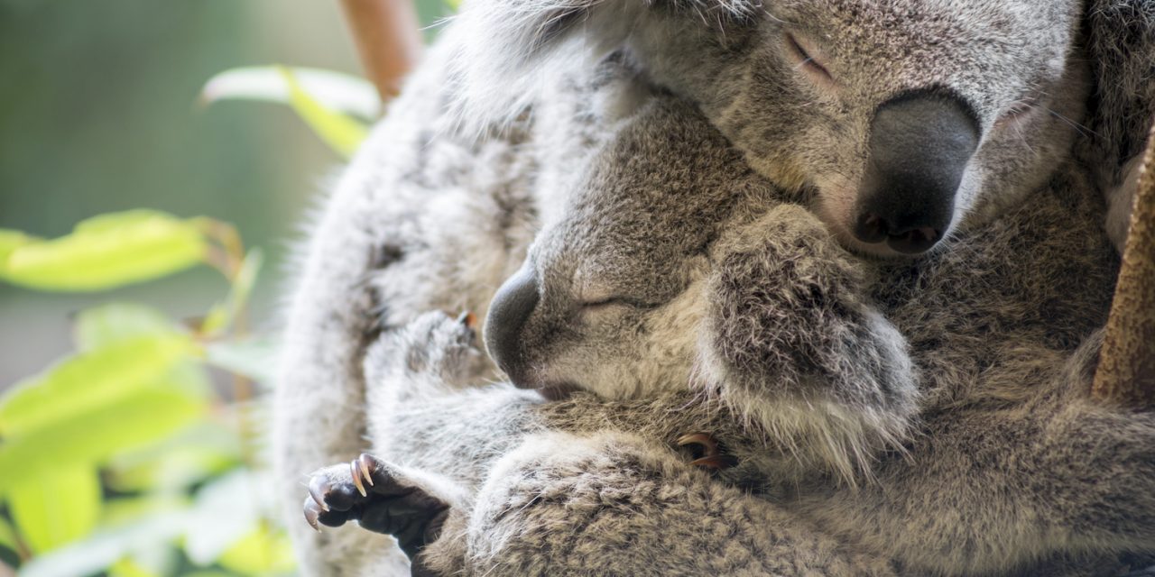 Happy Mother’s Day! Spotlight on Marsupial Mothers