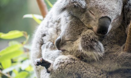 Happy Mother’s Day! Spotlight on Marsupial Mothers