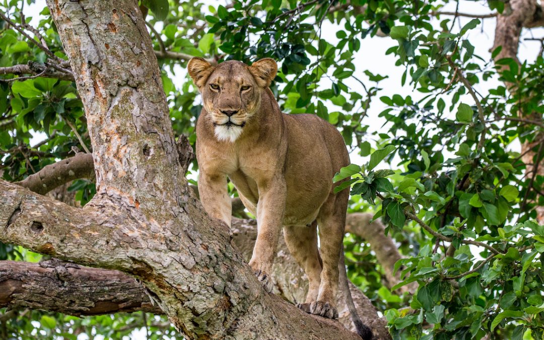 Seven Animals to See in Uganda and Rwanda Besides Gorillas