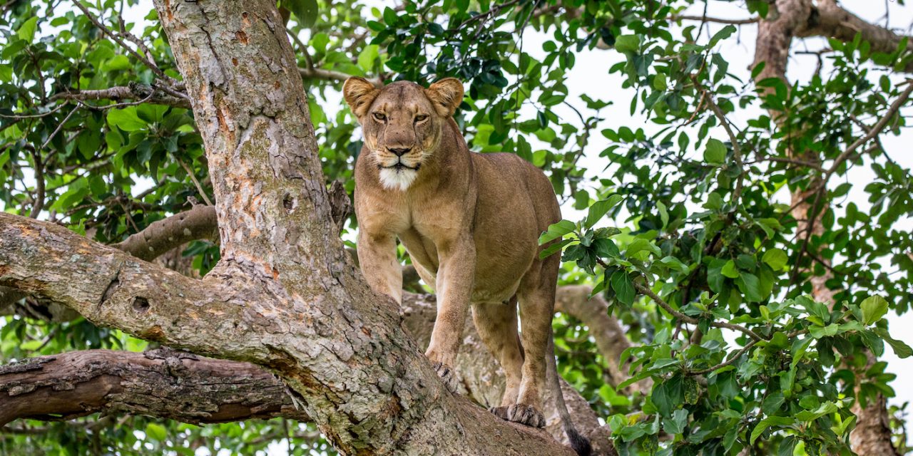 Seven Animals to See in Uganda and Rwanda Besides Gorillas