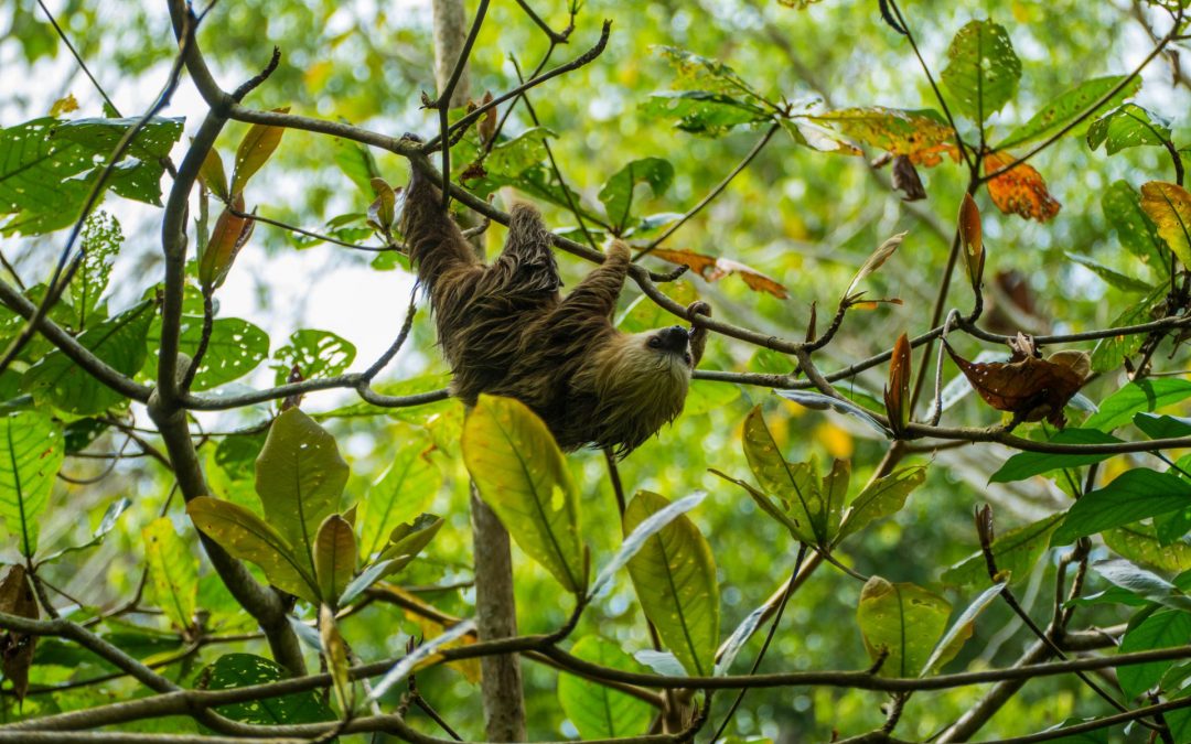 A Life in Ecotourism with Natural Habitat Adventures 