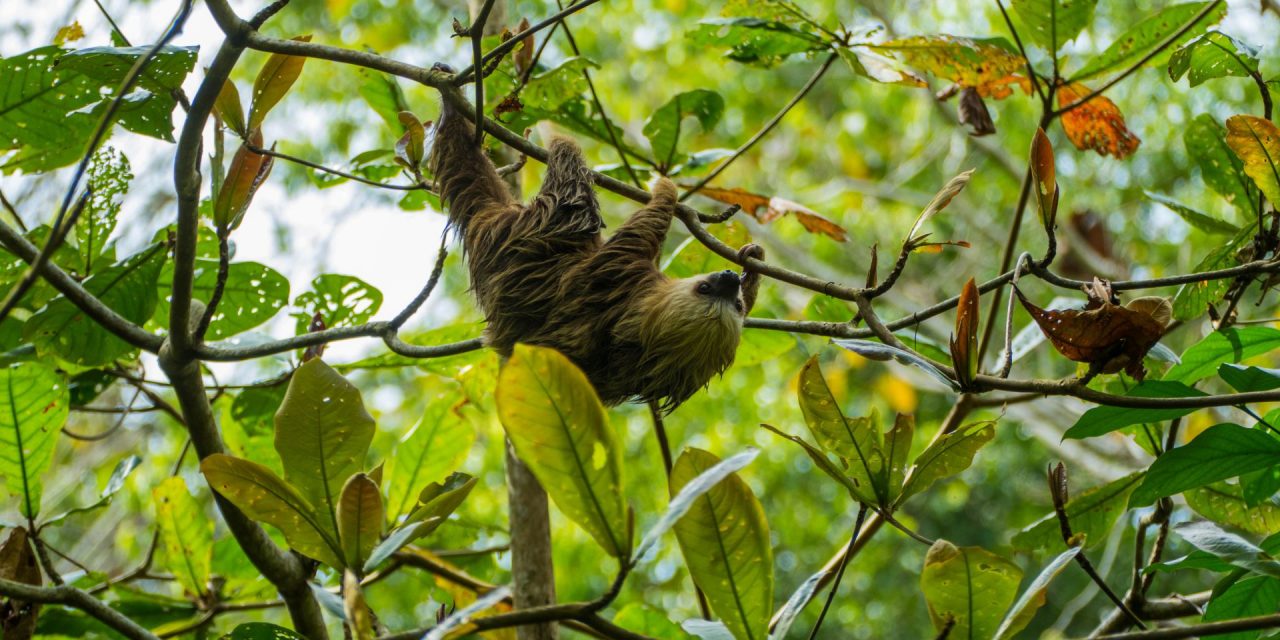 A Life in Ecotourism with Natural Habitat Adventures 