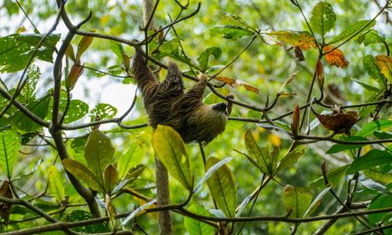 A Life in Ecotourism with Natural Habitat Adventures 