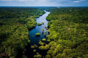 Amazon Rainforest in Anavilhanas National park , Brazil