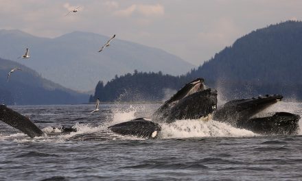 A Story of Blue Whales and a “Book” of Baleen