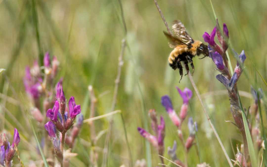 3 Things You Can Do to Help Your Local Pollinators
