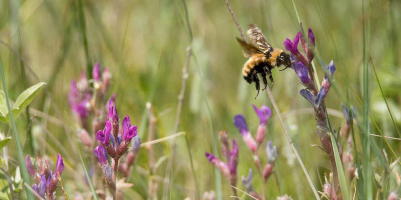 3 Things You Can Do to Help Your Local Pollinators