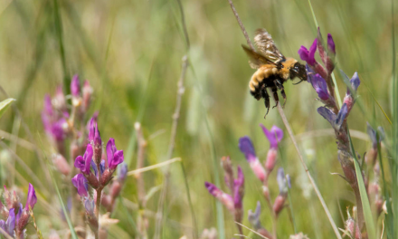 3 Things You Can Do to Help Your Local Pollinators