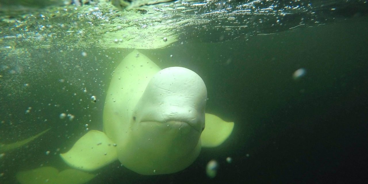 10 Interesting Facts about Beluga Whales