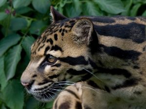 Clouded leopard Borneo