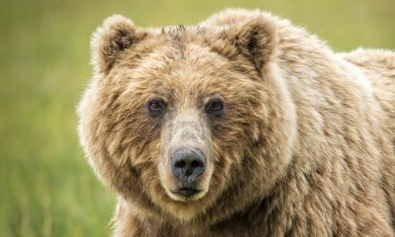 Brown Bears and Polar Bears and Their Tangled Histories