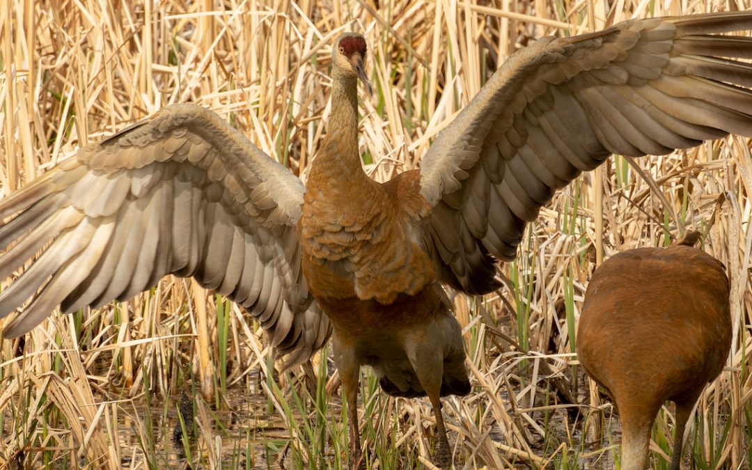 Biodiversity Matters – Everywhere