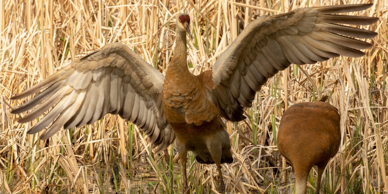 Biodiversity Matters – Everywhere