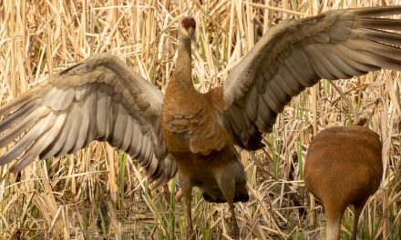 Biodiversity Matters – Everywhere