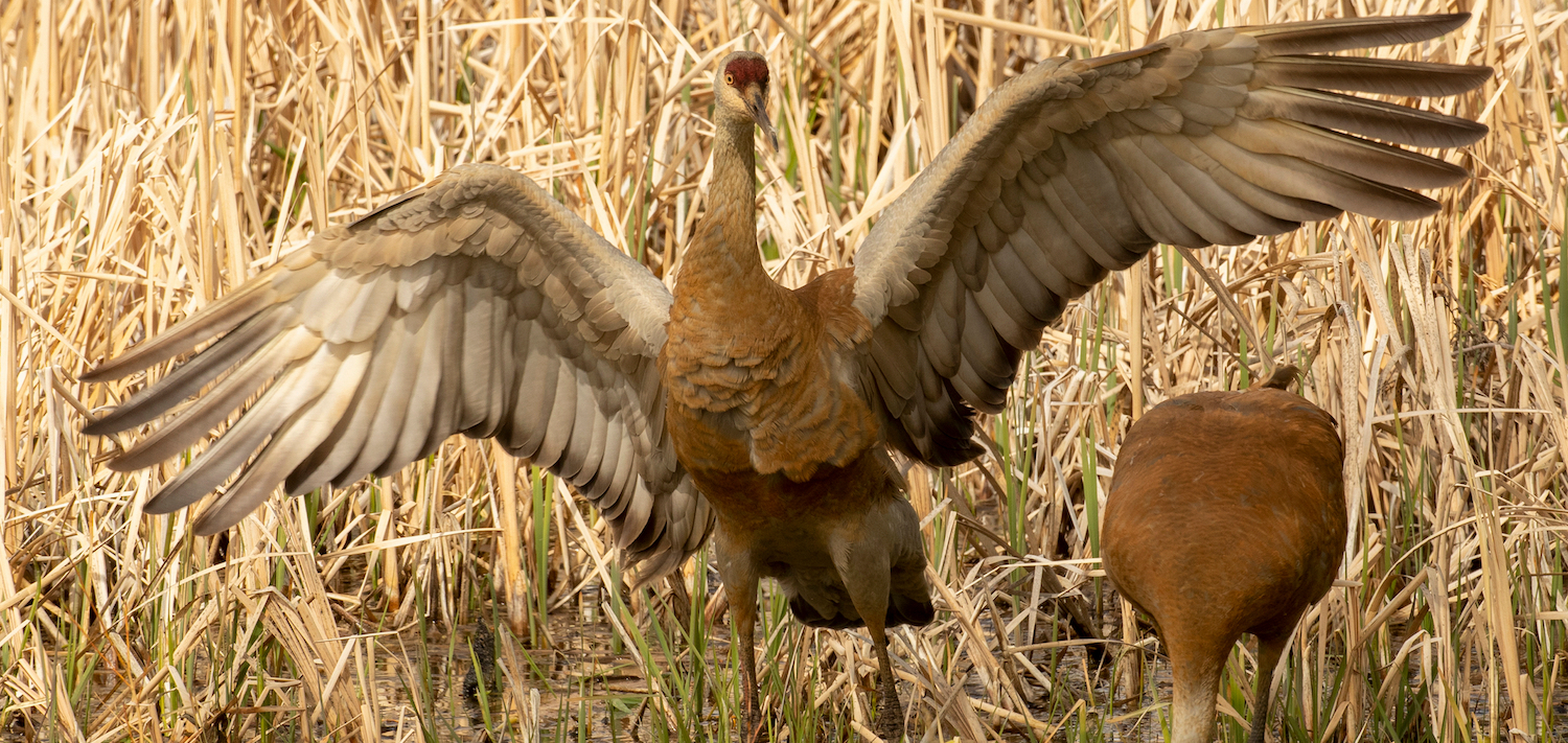 successful greater sandhill crane nest in the Yampa Valley in 2021. Credit: Photo courtesy Abby Jensen/Colorado Crane Conservation Coalition.