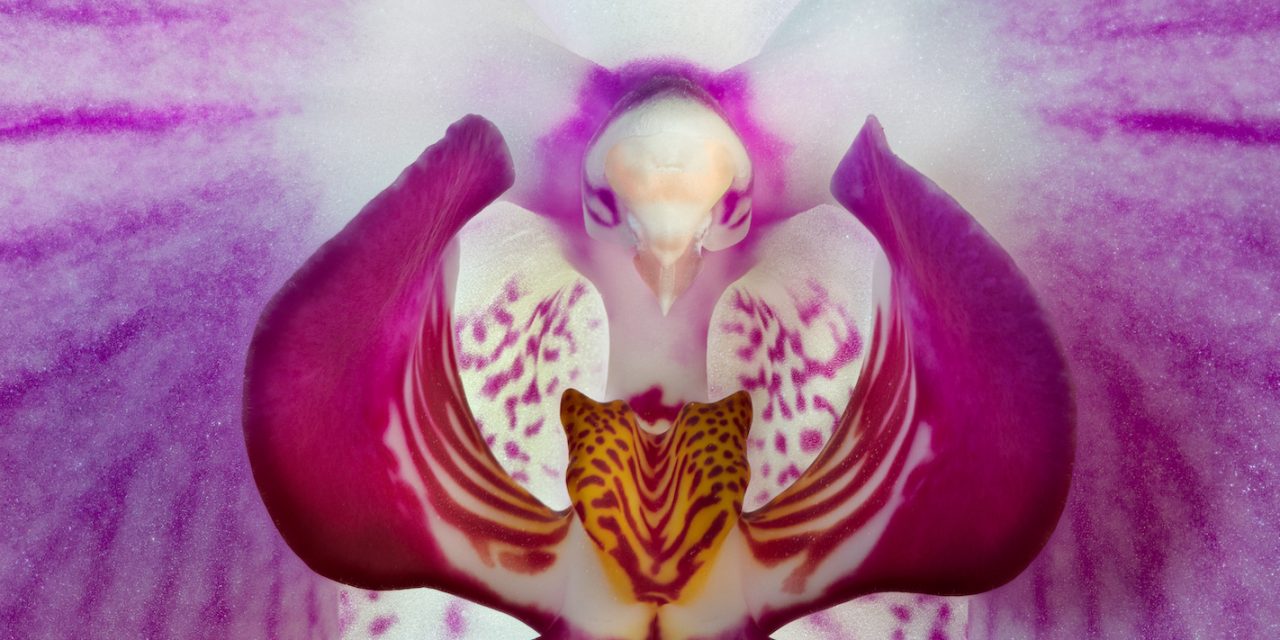 Astounding Plants that Look Like Animals