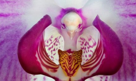 Astounding Plants that Look Like Animals