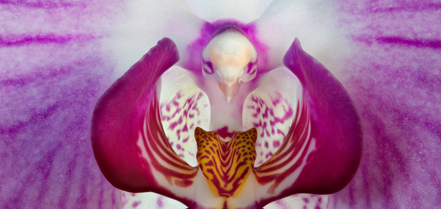 Macro photograph of an orchid with a shape that looks like a bird