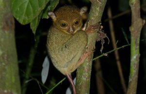 Horsfields tarsier_sized_crop