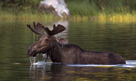 Fearless Animals Will Fare Better in the Face of Climate Change