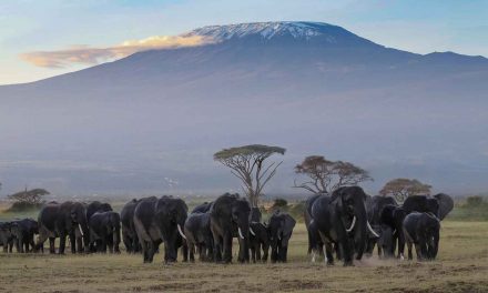 Where It Counts: Enumerating Elephants and Listing Lions