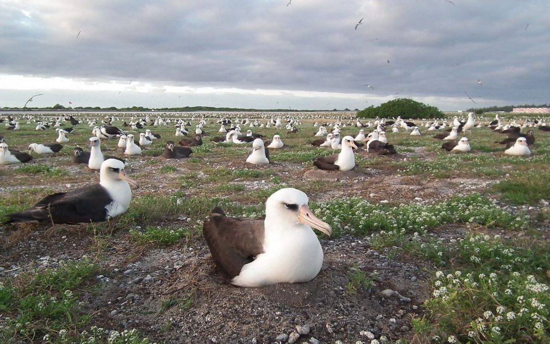 Top 9 Seabirds to See in the Russian Far East