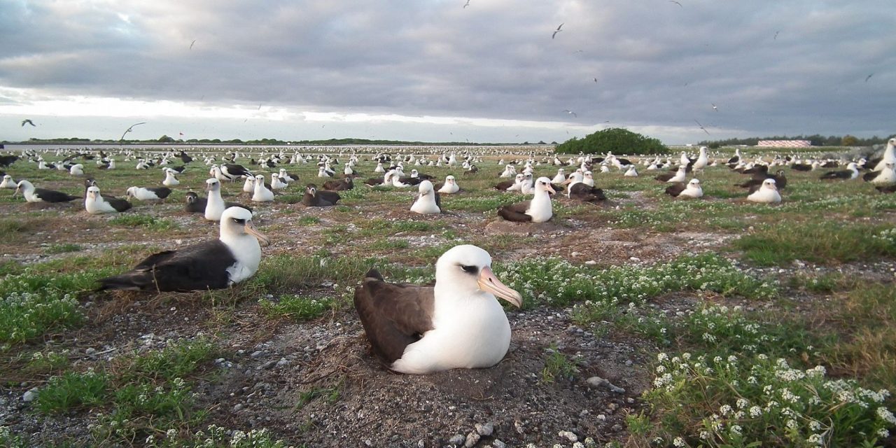 Top 9 Seabirds to See in the Russian Far East