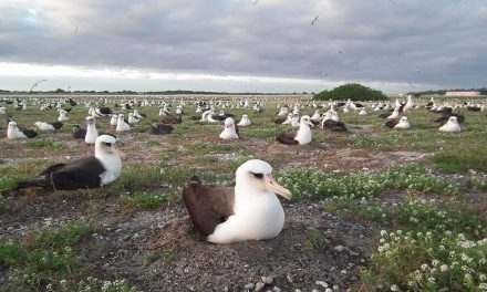 Top 9 Seabirds to See in the Russian Far East