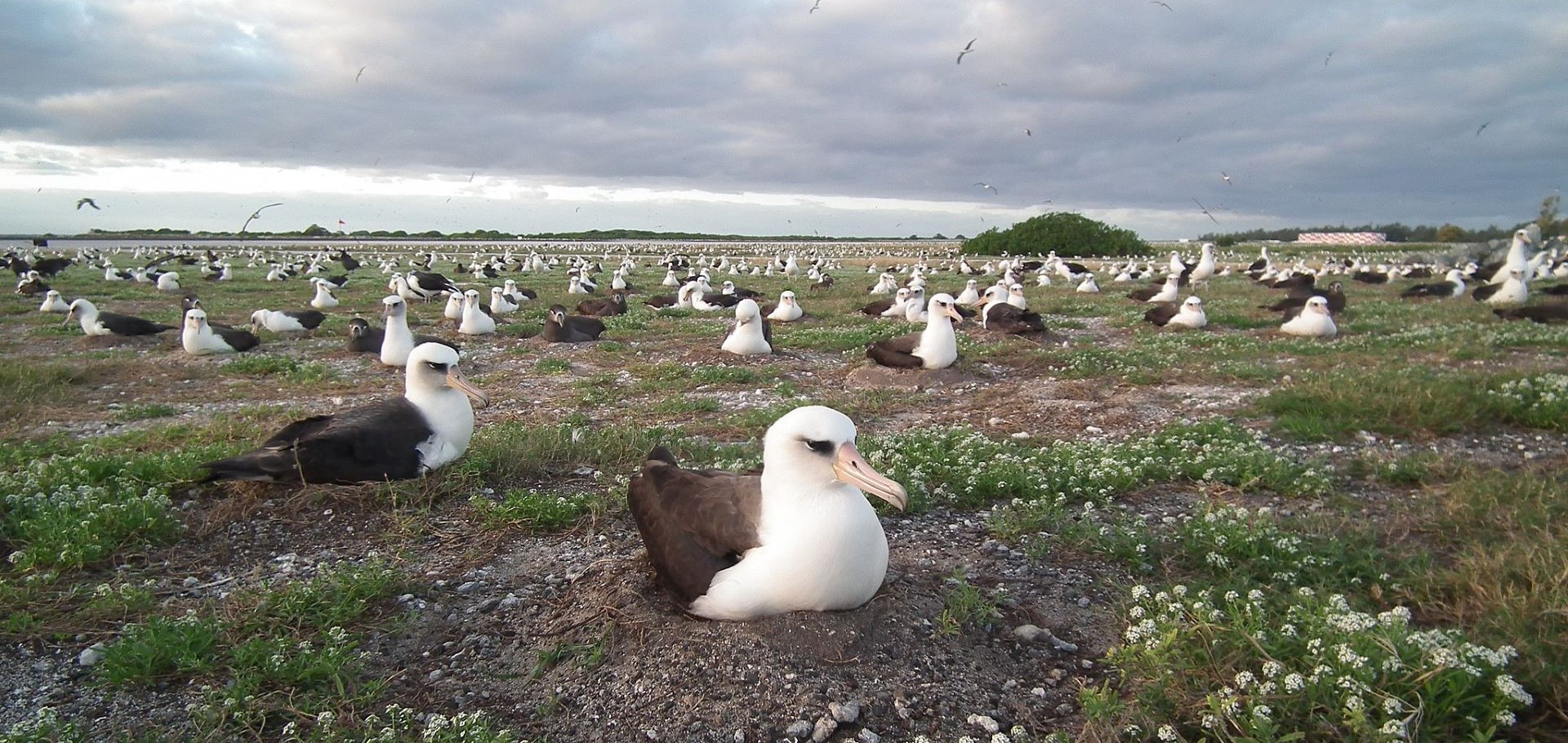 Laysan Albatross Colony