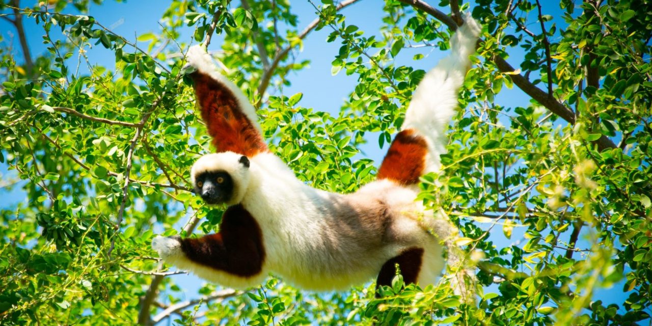 11 Leaping Lemur Facts