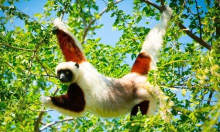 11 Leaping Lemur Facts