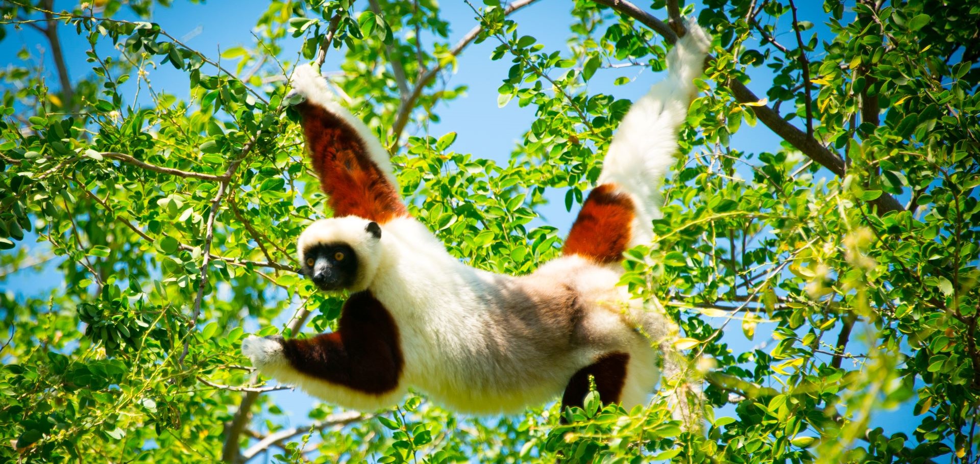 Lemur in tree in Madagascar