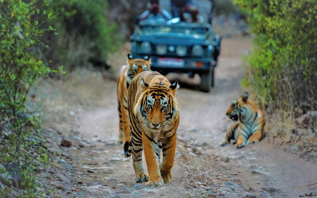 A Tiger Safari in India: A Photographer’s Dream