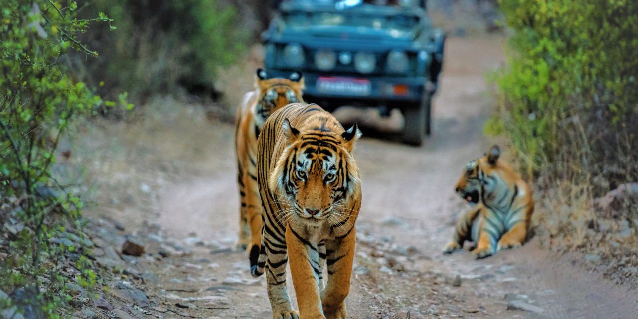 A Tiger Safari in India: A Photographer’s Dream