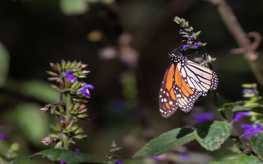 The Places You’ll Go: El Rosario Monarch Reserve