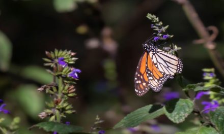 The Places You’ll Go: El Rosario Monarch Reserve