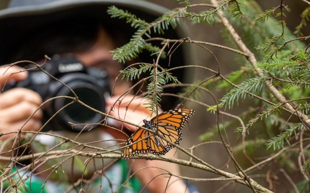 Webinar Alert: The Amazing Migration of Monarch Butterflies