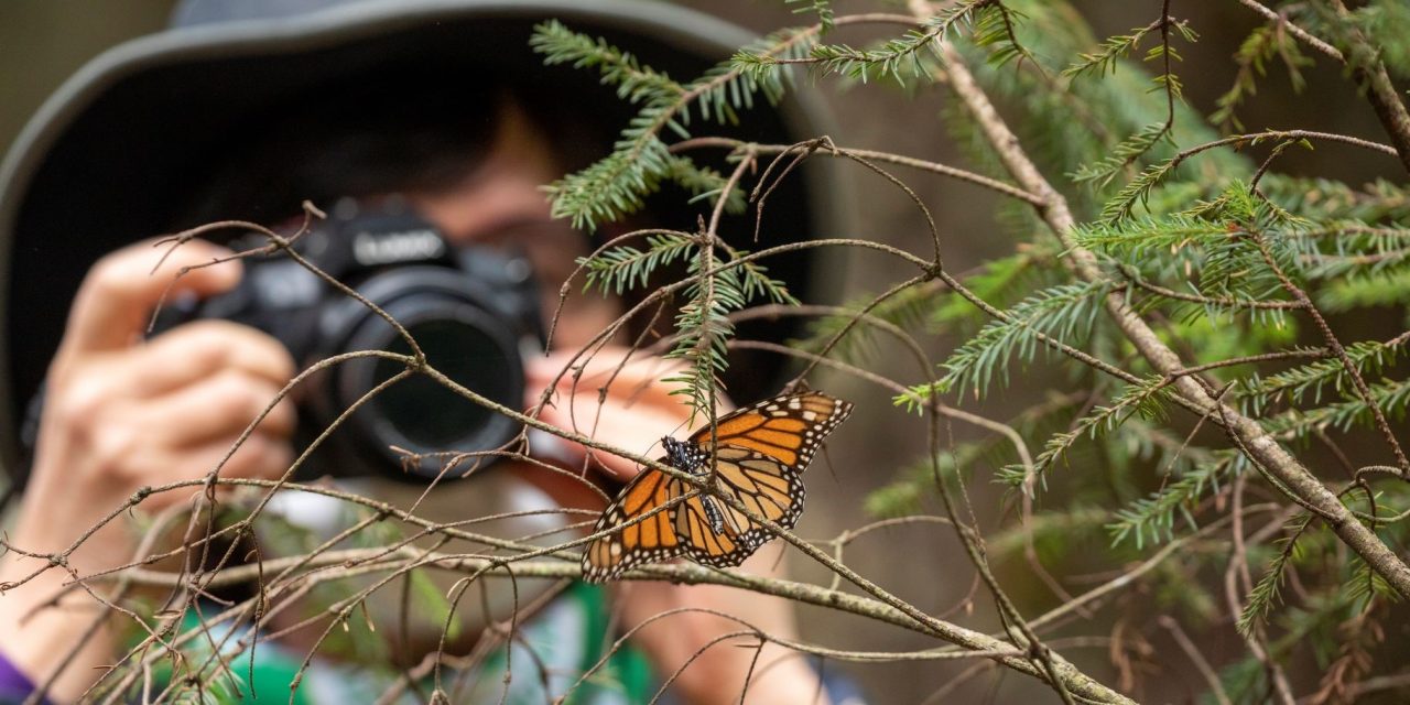 Webinar Alert: The Amazing Migration of Monarch Butterflies
