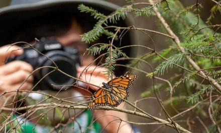 Webinar Alert: The Amazing Migration of Monarch Butterflies