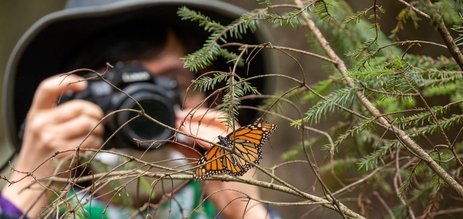 Traveler photographing the monarch butterfly migration in Mexico