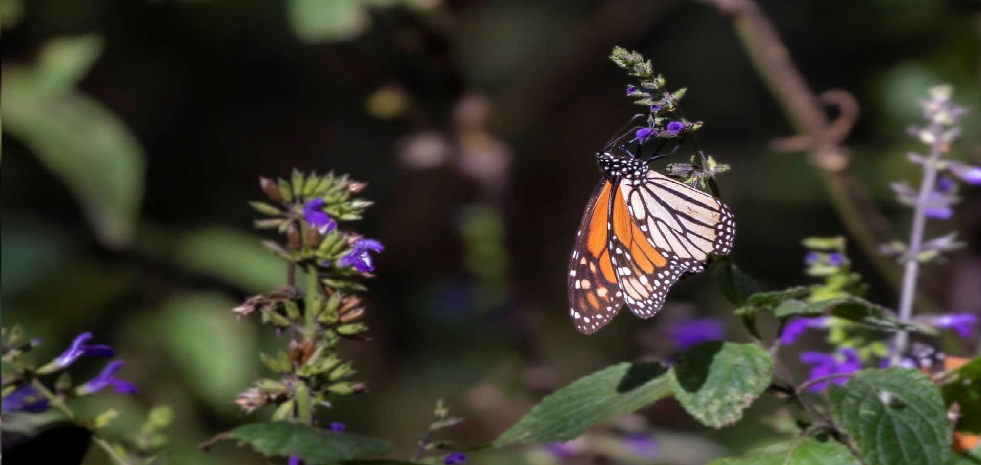 Monarch butterfly in Mexico
