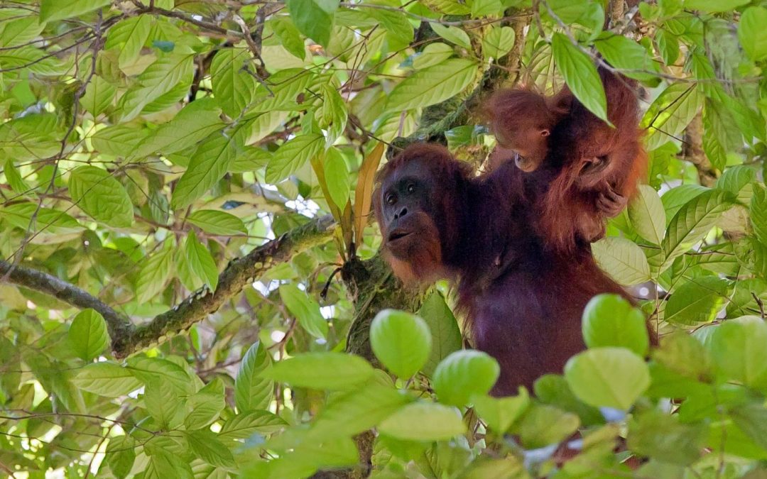 The Places You’ll Go: Camp Leakey Orangutan Research Center