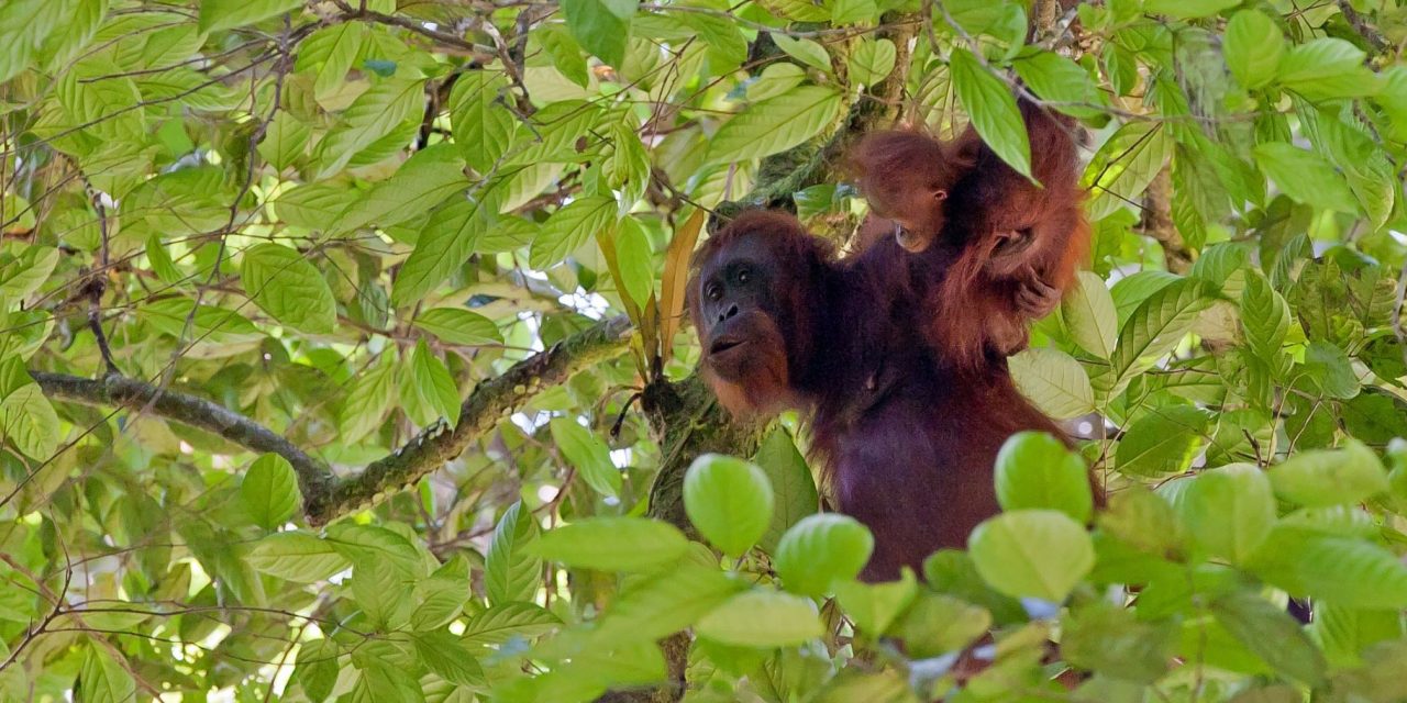 The Places You’ll Go: Camp Leakey Orangutan Research Center